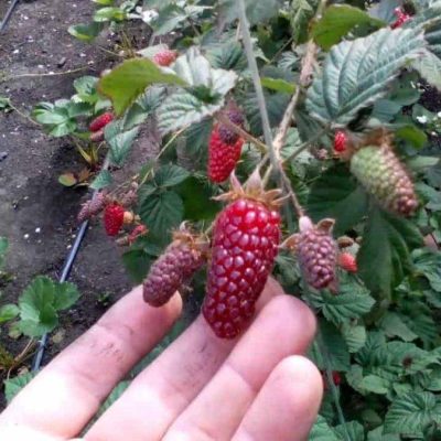 Ежемалина, продажа саженцев в Краснодаре, питомник низких цен